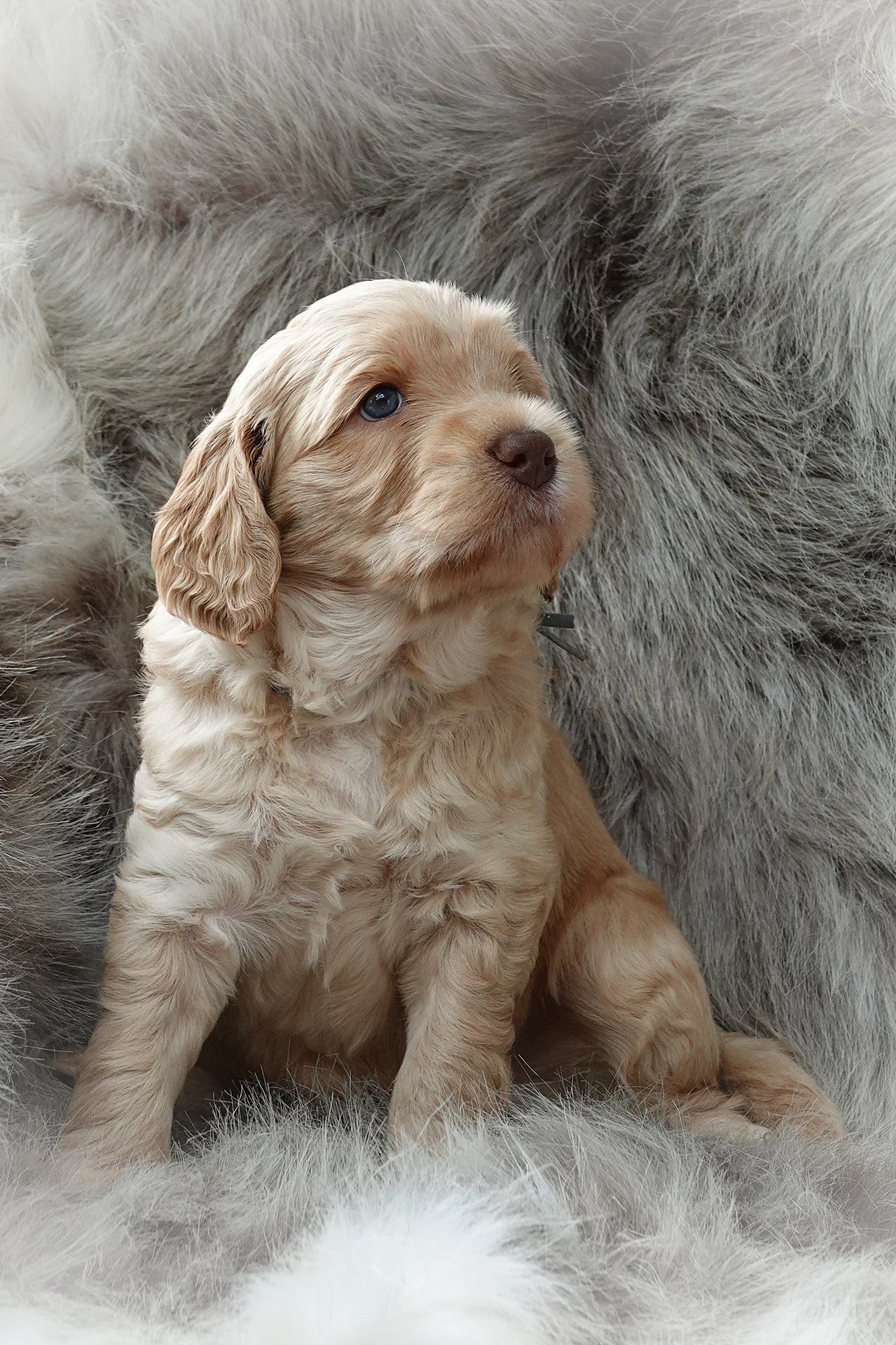 Australian Cobberdog Dex